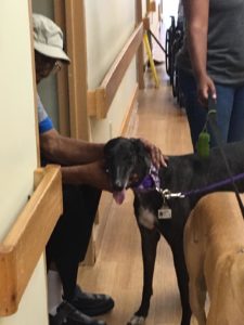 Weekend of Pet Therapy with Greyhounds